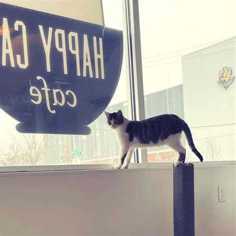 Happy cat cafe - ••• After Oku debuted in the fall of 2019, the owners planned to follow it up with an all-day café called Leadbetter in the space next door. Now that Greer and Ted Ellis have moved on to We Want the Funk, the remaining owner, Tina Takaya of Opal, has changed the name to Happy Cat; we can expect “a fun, …